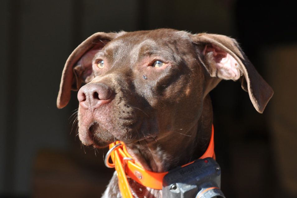 Shorthaired pointer in an orange collar