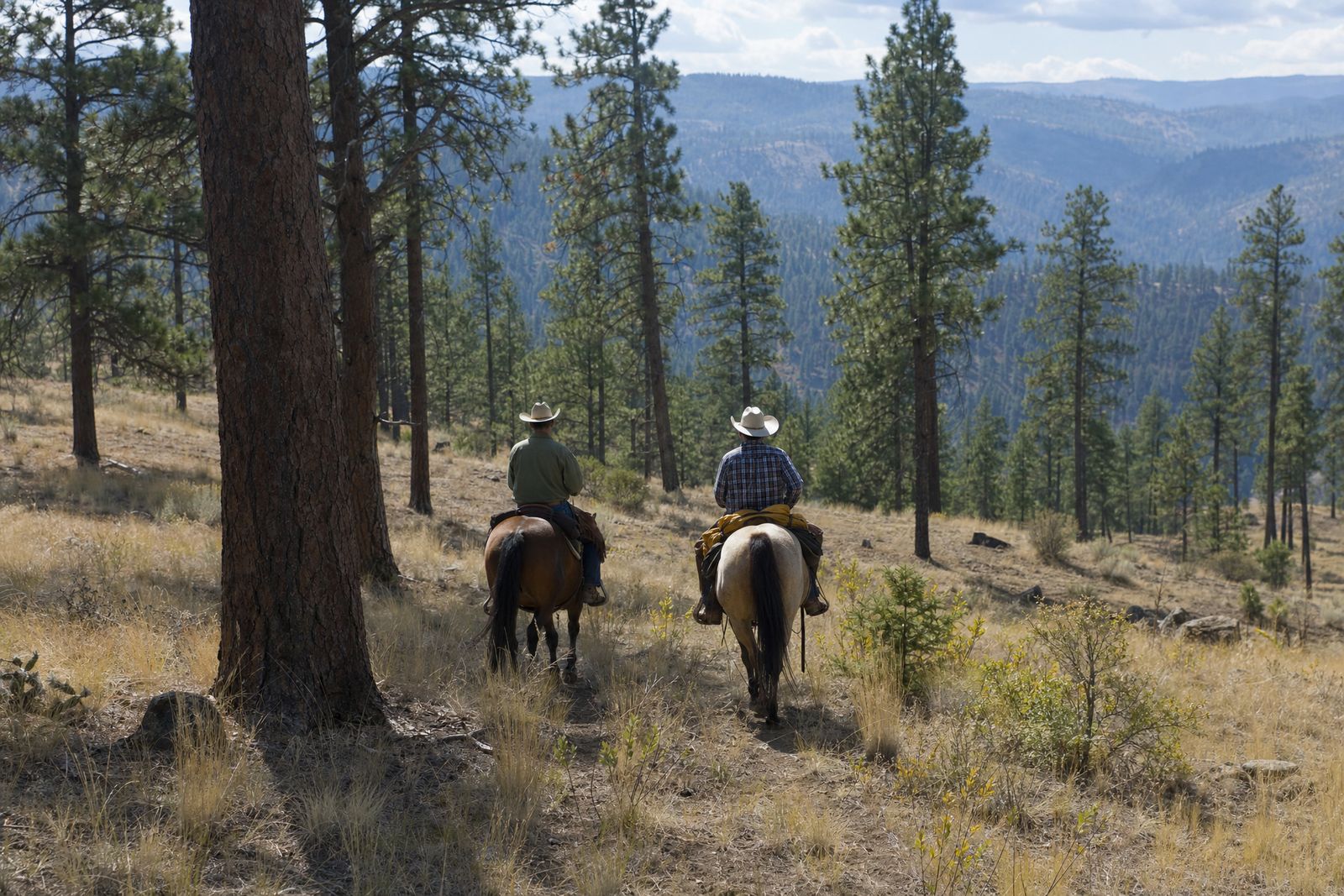 Two riders on a trail through ponderosa pine