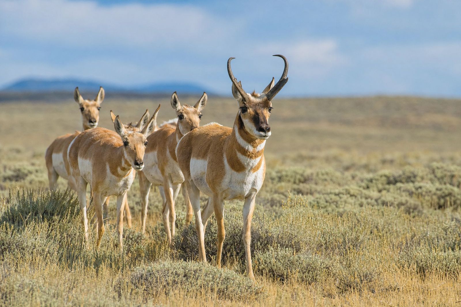 Pronghorn buck and does on a sagebrush flat