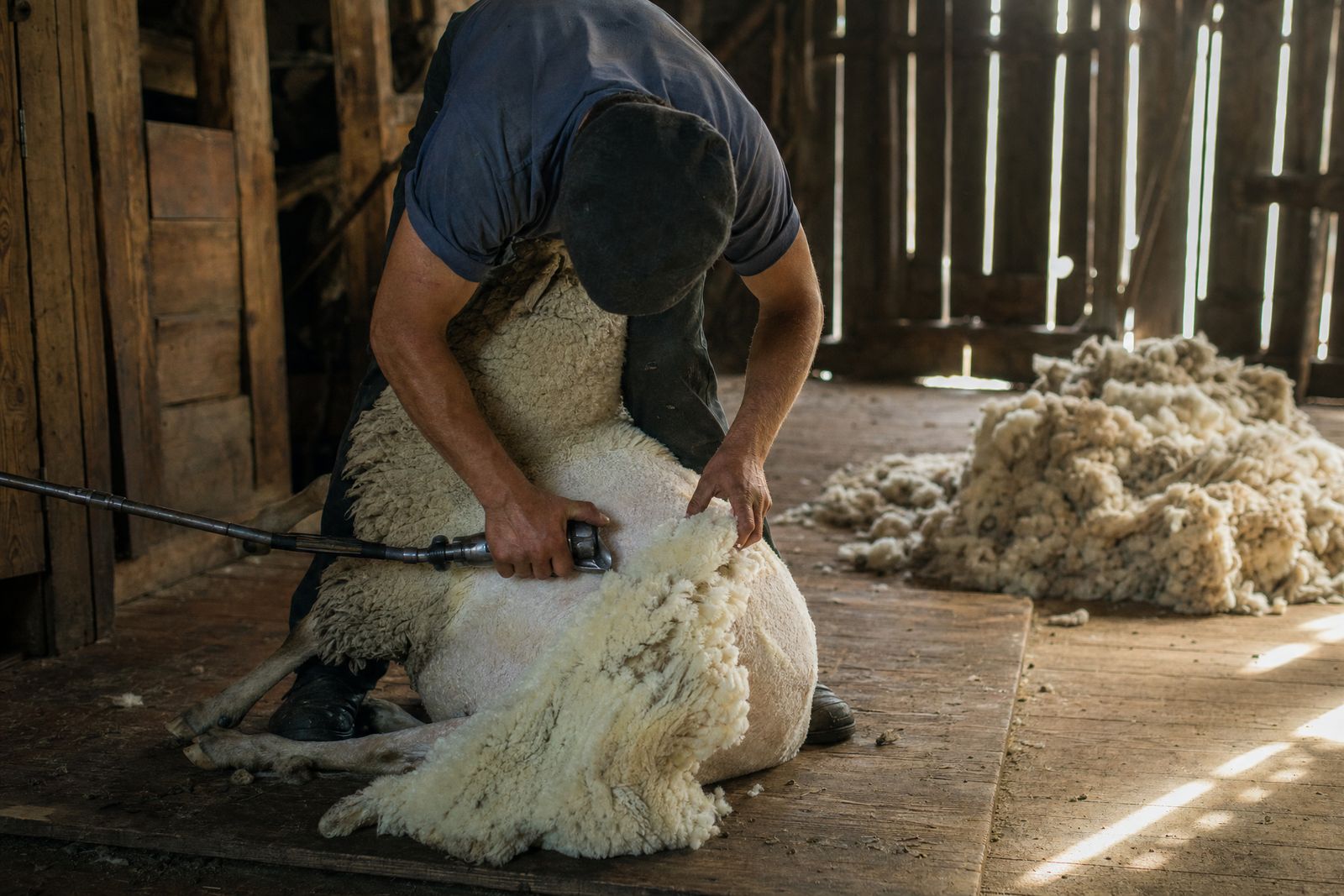 Shearer taking a fleece off in an old shearing shed