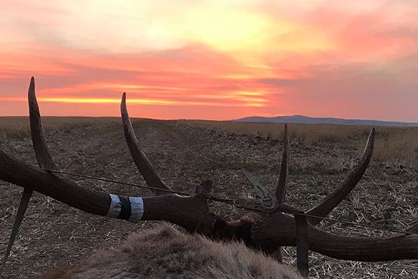 Elk antler shed in the grass at sunset