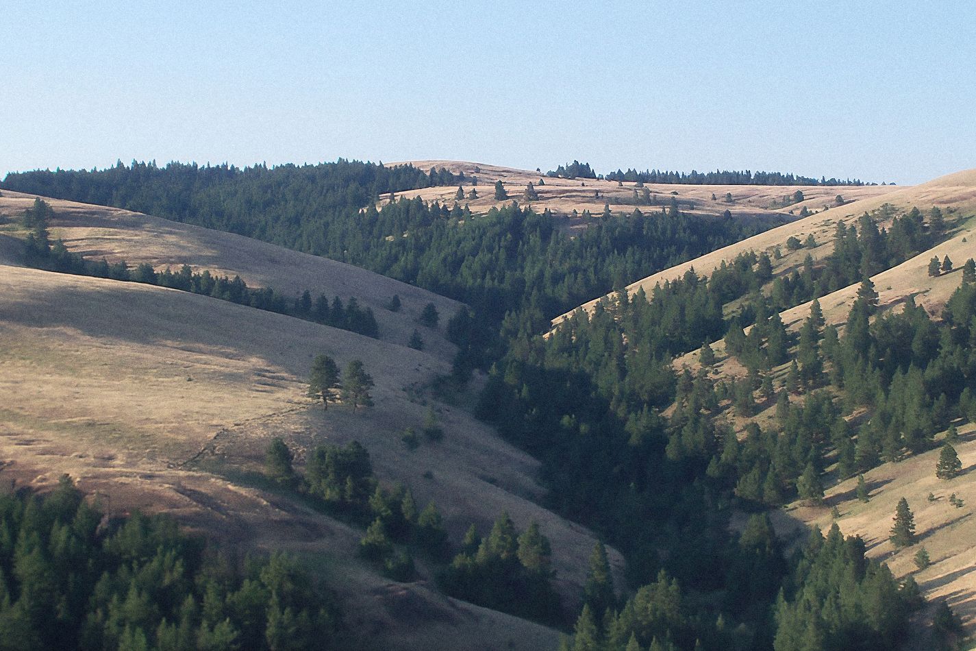 Bunchgrass hills and timbered draws
