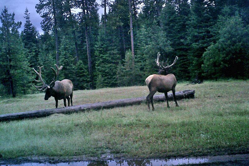 Two bull elk in a meadow at the edge of the timber