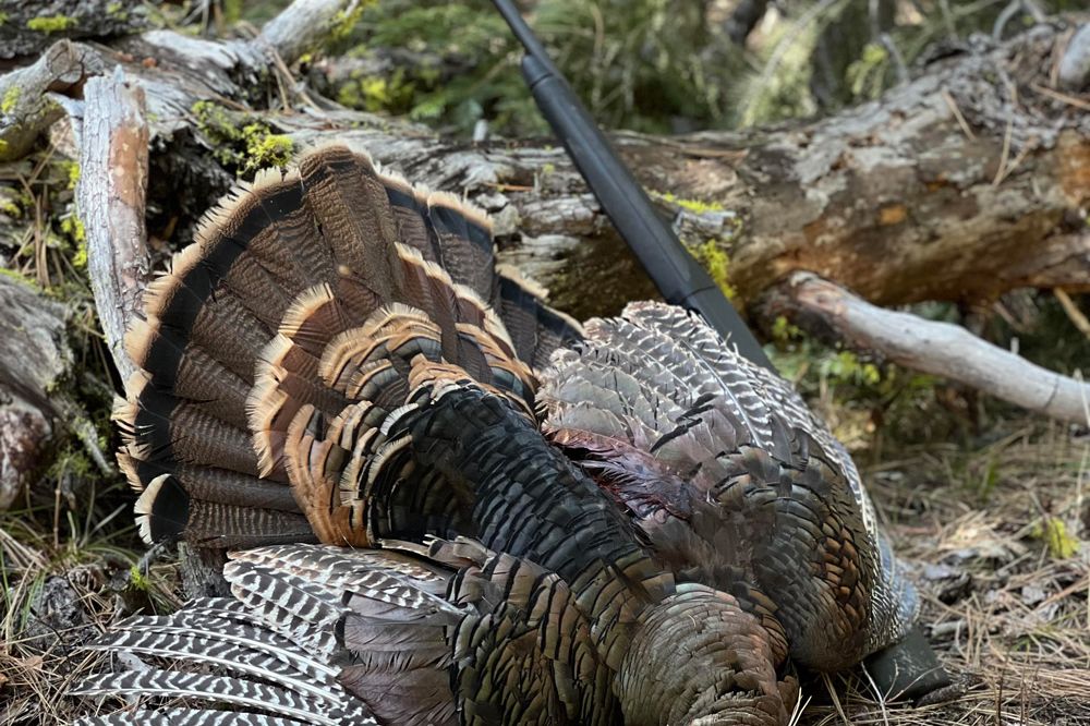 Wild turkey with its tail fanned on the forest floor