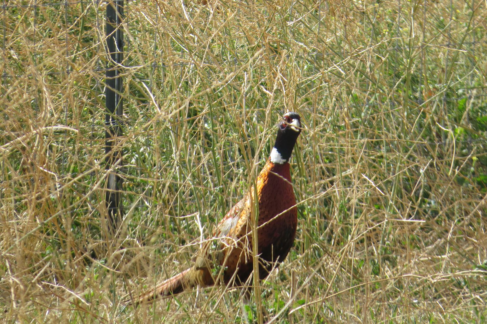 Rooster pheasant in tall grass