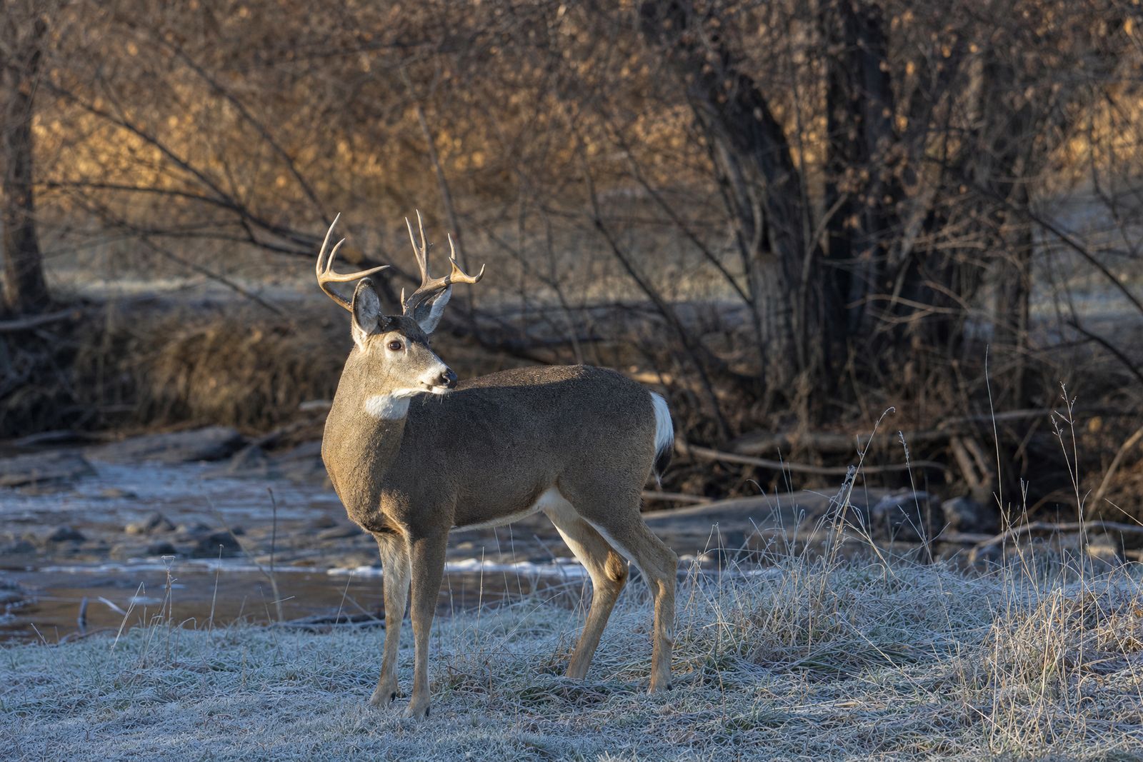 Whitetail buck at the edge of a frosty creek bottom